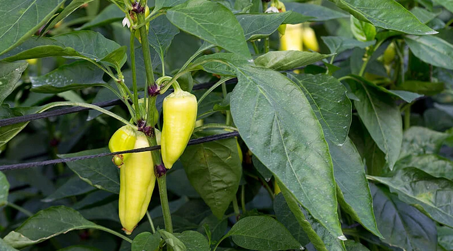 A paprika egészségügyi előnyei